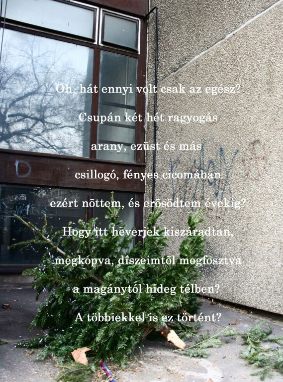 Egy fenyőfa panasza